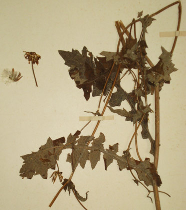 Figura 3-B