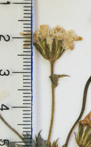 cabezuela