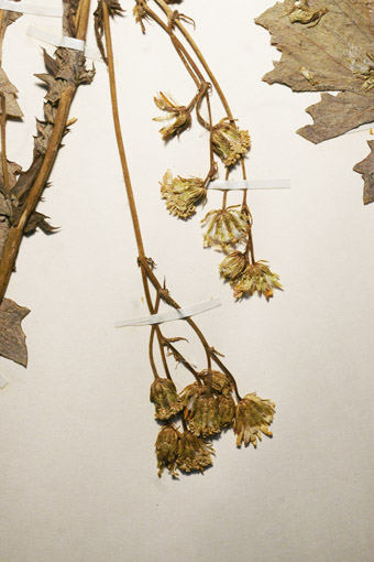 inflorescencias