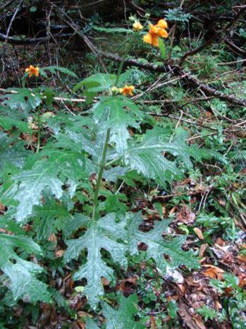 Descripci�n: Descripci�n: C:\Users\amdx6\Desktop\chloris 1-2016\Loasa-Alain\Loasa-plantillas\LoAcanthifolia-web_archivos\image001.jpg