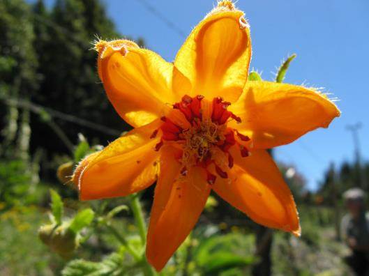 Descripci�n: Descripci�n: C:\Users\amdx6\Desktop\chloris 1-2016\Loasa-Alain\Loasa-plantillas\LoAcanthifolia-web_archivos\image002.jpg