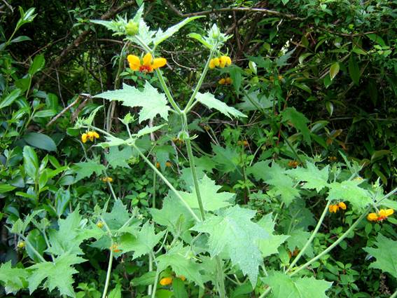 Descripci�n: C:\Users\amdx6\Documents\chlo-web\loasa-alain\LoAcerifolia_archivos\image001.jpg