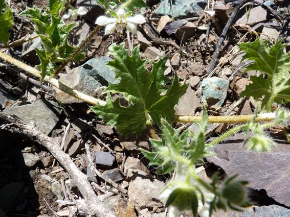 Descripci�n: C:\Users\amdx6\Documents\chlo-web\loasa-alain\LoArnottiana_archivos\image001.jpg