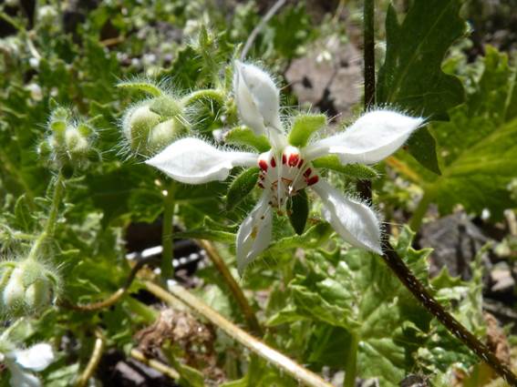 Descripci�n: C:\Users\amdx6\Documents\chlo-web\loasa-alain\LoArnottiana_archivos\image002.jpg