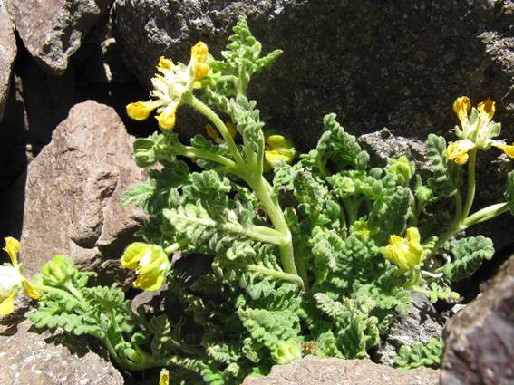 Descripción: C:\Users\amdx6\Documents\chlo-web\loasa-alain\LoCaespitosa_archivos\image002.jpg