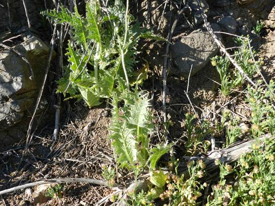 Descripci�n: C:\Users\amdx6\Documents\chlo-web\loasa-alain\LoFloribunda_archivos\image001.jpg