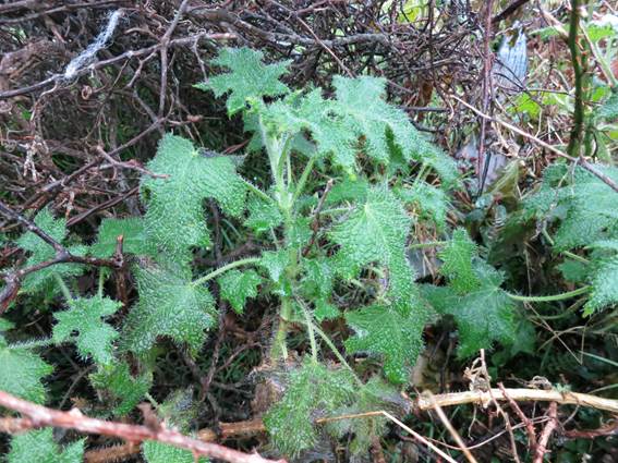 Descripci�n: C:\Users\amdx6\Documents\chlo-web\loasa-alain\LoGayana_archivos\image001.jpg