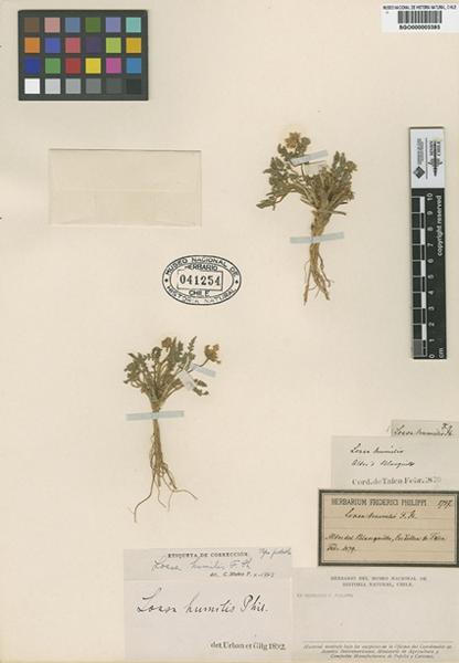 Descripci�n: C:\Users\amdx6\Documents\chlo-web\loasa-alain\LoHumilis_archivos\image001.jpg