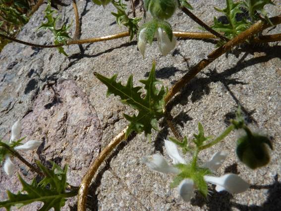 Descripción: C:\Users\amdx6\Documents\chlo-web\loasa-alain\LoIllapelina_archivos\image001.jpg