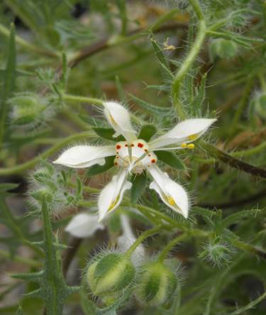 Descripción: C:\Users\amdx6\Documents\chlo-web\loasa-alain\LoIllapelina_archivos\image002.jpg