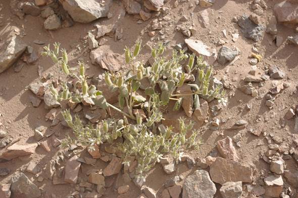 Descripci�n: C:\Users\amdx6\Desktop\chloris 1-2016\Loasa-Alain\Loasa-plantillas\LoLongiseta_archivos\image001.jpg