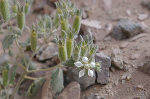 Descripci�n: C:\Users\amdx6\Desktop\chloris 1-2016\Loasa-Alain\Loasa-plantillas\LoLongiseta_archivos\image002.jpg