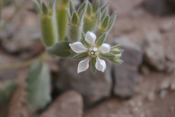 Descripci�n: C:\Users\amdx6\Desktop\chloris 1-2016\Loasa-Alain\Loasa-plantillas\LoLongiseta_archivos\image003.jpg