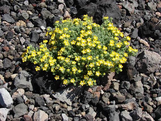 Descripción: C:\Users\amdx6\Desktop\chloris 1-2016\Loasa-Alain\Loasa-plantillas\LoNana_archivos\image001.jpg