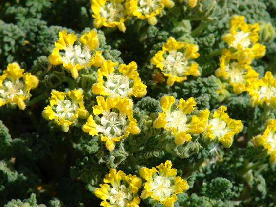 Descripción: C:\Users\amdx6\Desktop\chloris 1-2016\Loasa-Alain\Loasa-plantillas\LoNana_archivos\image002.jpg