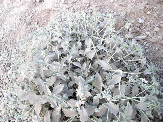 Descripci�n: C:\Users\amdx6\Desktop\chloris 1-2016\Loasa-Alain\Loasa-plantillas\LoPallida_archivos\image001.jpg