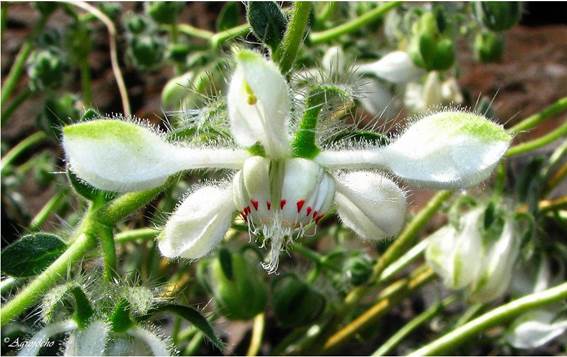 Descripci�n: C:\Users\amdx6\Desktop\chloris 1-2016\Loasa-Alain\Loasa-plantillas\LoPallida_archivos\image002.jpg