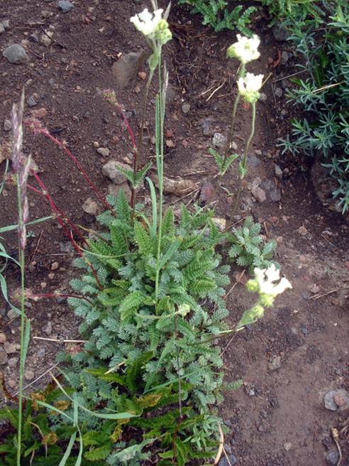 Descripci�n: C:\Users\amdx6\Desktop\chloris 1-2016\Loasa-Alain\Loasa-plantillas\LoParadoxa_archivos\image001.jpg