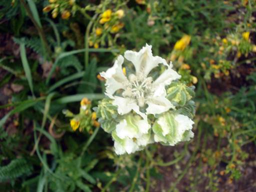 Descripci�n: C:\Users\amdx6\Desktop\chloris 1-2016\Loasa-Alain\Loasa-plantillas\LoParadoxa_archivos\image002.jpg