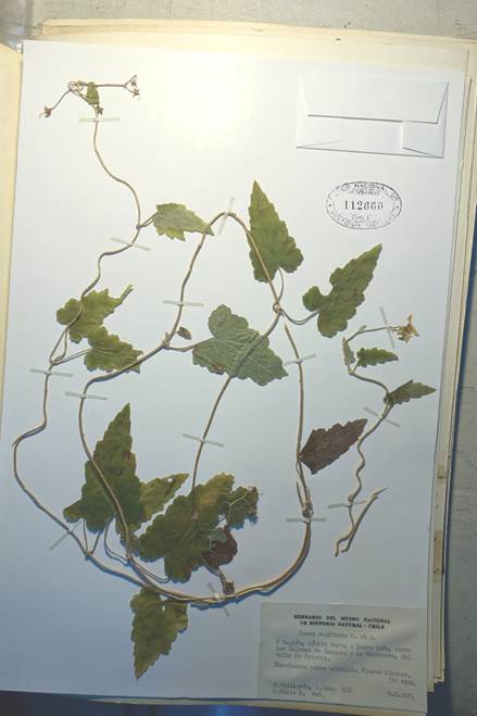 Descripci�n: C:\Users\amdx6\Documents\chlo-web\loasa-alain\LoSagittata_archivos\image001.jpg