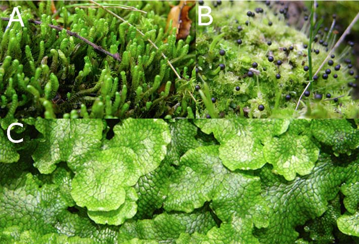 Gametofito Esporofito Diferencia