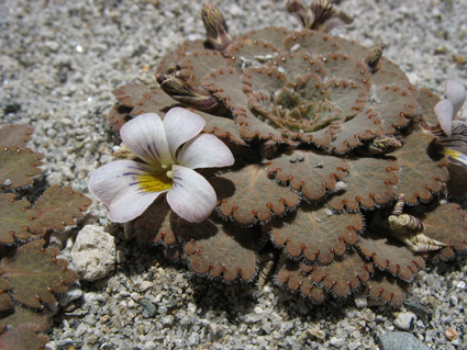 viola congesta
