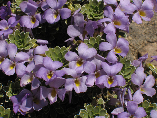 Viola cotyledon