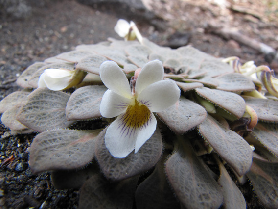 viola rosulata