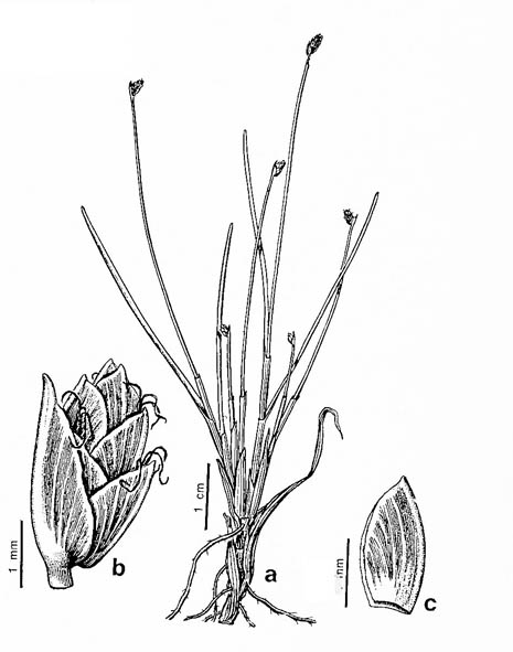 fig3-isolepis