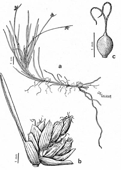 fig 7-i ranko