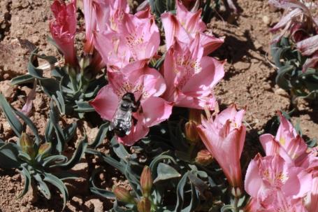 Descripción: Descripción: C:\Users\amdx6\Desktop\chloris chilensis 2-2019\melica-als spathulata\A spathulata fotos_archivos\image001.jpg