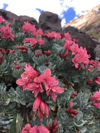 Descripción: Descripción: C:\Users\amdx6\Desktop\chloris chilensis 2-2019\melica-als spathulata\A spathulata fotos_archivos\image002.jpg
