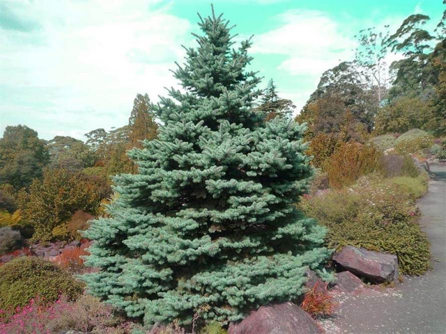 Descripci�n: Descripci�n: Pieca glauca