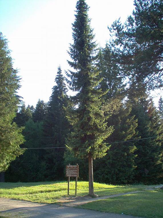 Descripci�n: Descripci�n: Descripci�n: https://upload.wikimedia.org/wikipedia/commons/thumb/e/e3/Picea_omorika2.jpg/800px-Picea_omorika2.jpg