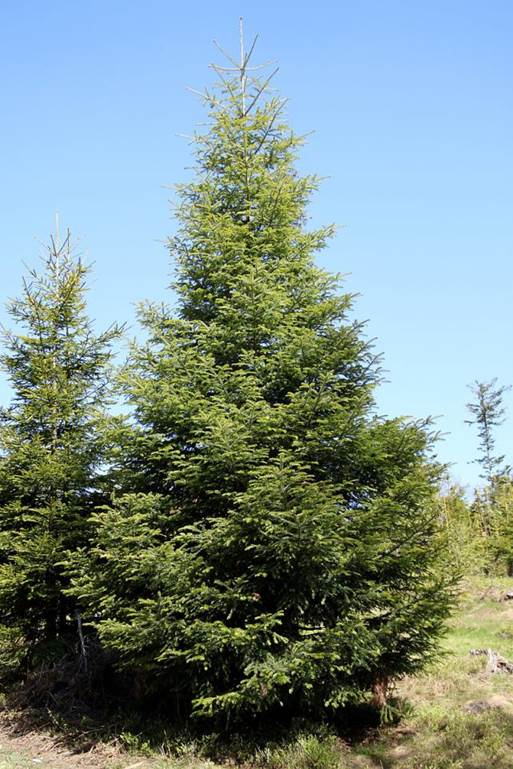 Descripci�n: Descripci�n: https://upload.wikimedia.org/wikipedia/commons/thumb/c/c0/Abies_alba_Silesian_Beskids.jpg/800px-Abies_alba_Silesian_Beskids.jpg