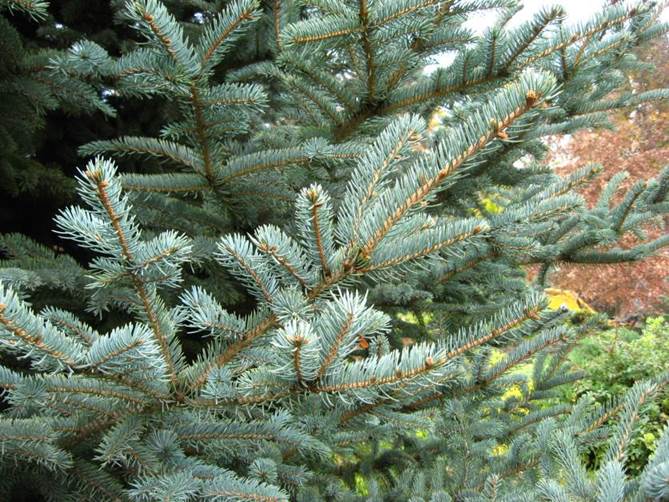 Descripci�n: Descripci�n: F:\GYMNOSPERMA\Abies alba FJA.jpg