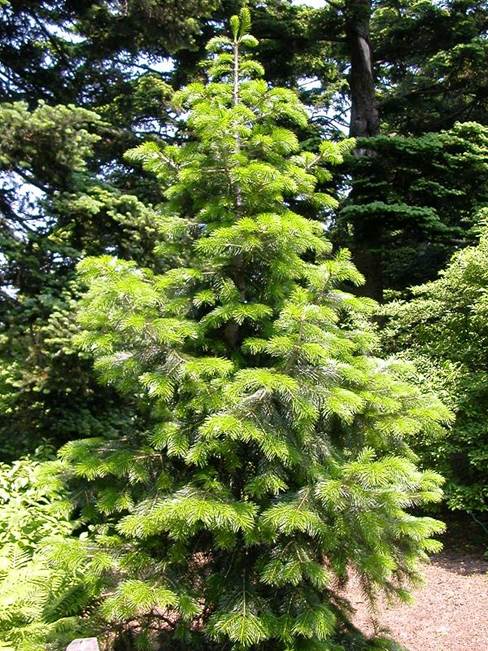 Descripci�n: Descripci�n: Abies pindrow.jpg