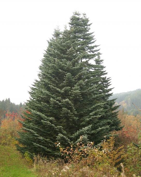 Descripci�n: Descripci�n: Abies veitchii - 