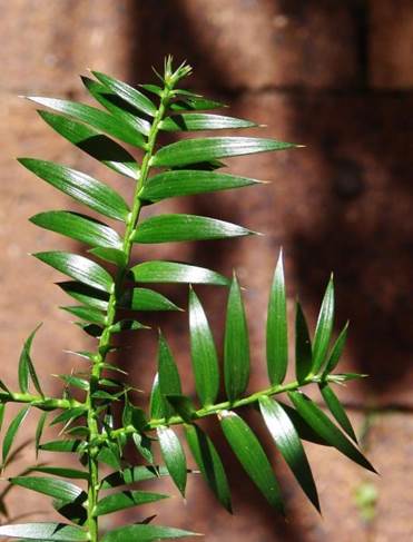 Descripci�n: F:\GYMNOSPERMA\Araucaria bidwillii  FJMB (2).jpg