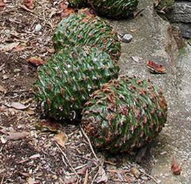 Descripci�n: https://upload.wikimedia.org/wikipedia/commons/thumb/2/21/Araucaria_bidwillii_cones.jpg/220px-Araucaria_bidwillii_cones.jpg