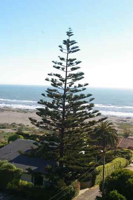 Descripci�n: D:\PUBLIC\trabajandolos\chloris chilensis pdf-enciclopedia\araucaria\araucaria heterophylla83.JPG