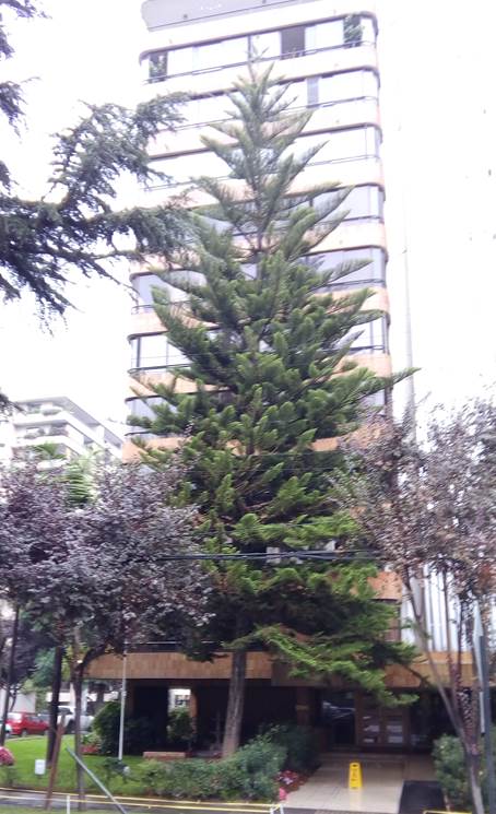 Descripci�n: D:\flores x genero\flora generos por alfabeto\Flora vascular x genero\fotos a-c\Araucaria\araucaria heterophylla-vi�a.jpg