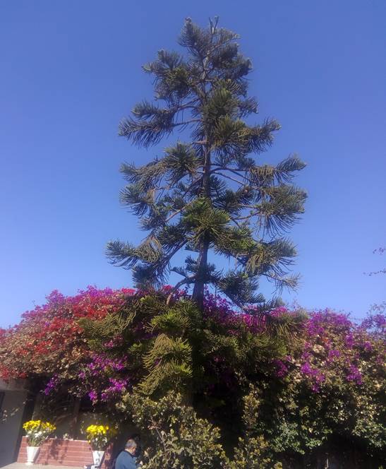 Descripci�n: D:\flores x genero\Ornamentales varias\Ornamentales\flora  ornamental\Araucaria heterophylla-La Ligua-3620.jpg