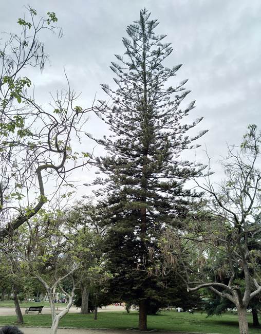 Descripci�n: D:\flores x genero\Ornamentales varias\Ornamentales\Jardines y parques\parques, calles y jardines santiago\Quinta Normal-10-2018 y 2019\quinta normal 10-2019\IMG_20191011_172013318.jpg