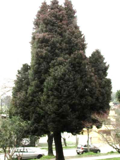 Descripción: Descripción: Descripción: D:\chlo-web\enciclopedia macaya\enciclo-gimno\enciclo-taxod\Cryptomeria japonica web_archivos\image001.png