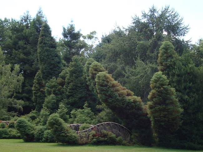 Descripción: Descripción: D:\PUBLIC\trabajandolos\chloris chilensis pdf-enciclopedia\Fichas enciclopedicas\Gimnospermas-respaldo\CRYPTOMERIA JAPONICA .jpg