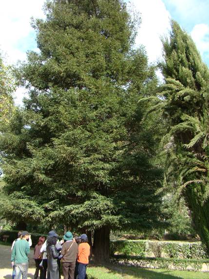 Descripción: D:\chlo-web\enciclopedia macaya\enciclo-gimno\enciclo-taxod\Sequoia sempervirens web_archivos\image001.jpg