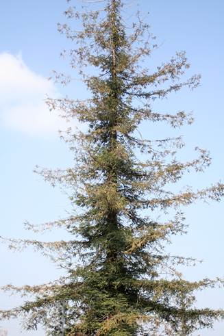 Descripción: D:\chlo-web\enciclopedia macaya\enciclo-gimno\enciclo-taxod\Sequoia sempervirens web_archivos\image002.jpg