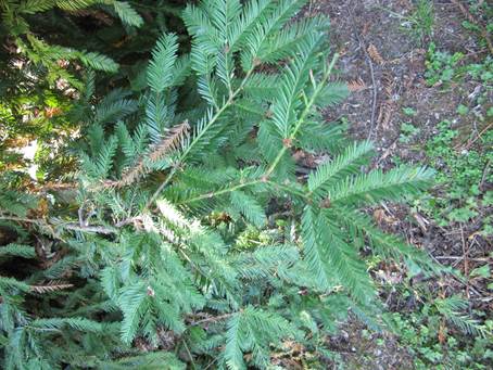 Descripci�n: D:\chlo-web\enciclopedia macaya\enciclo-gimno\enciclo-taxod\Sequoia sempervirens web_archivos\image003.jpg