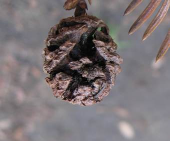 Descripci�n: D:\chlo-web\enciclopedia macaya\enciclo-gimno\enciclo-taxod\Sequoia sempervirens web_archivos\image004.jpg